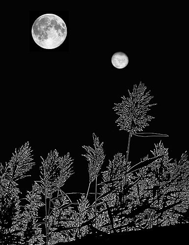 1Q84 - gatopulta.com