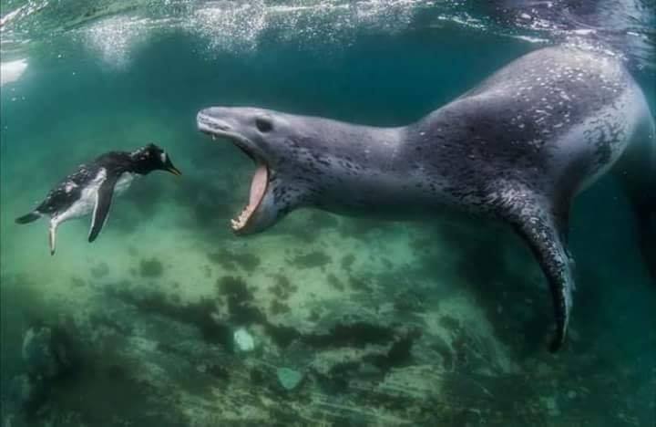 EL TERROR QUE VINO DEL MAR (relato fantástico): Escribo esta relación de los hechos que han provocado el caos en el mundo sin saber si algún día alguien llegará a leerla, pues, dadas las circunstancias, no resulta exagerado pensar que el fin de nuestra civilización es inminente. La primera fase de este apocalipsis empezó hace varios meses, cuando un monstruo de tamaño colosal y forma indescriptible surgió del mar cerca de la ciudad portuaria de Vigo, situada en el noroeste de España. Nunca se llegaron a esp