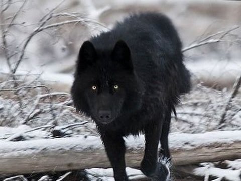 El Lobo Negro