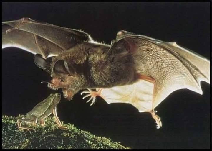 Me llamo Adam Hogarth Adorno y durante buena parte de mi vida he impartido clases de literatura inglesa en un prestigioso colegio privado de Manhattan, cuyo nombre prefiero omitir para no arrojar una injustificada mancha sobre su reputación. Siempre he sido un fervoroso amante de la literatura macabra y, en cierto modo, fue mi desmedida devoción por los cuentos de terror la que provocó la ruina de mi carrera profesional. De acuerdo con mis gustos literarios, solía mandarles a mis alumnos de bachillerato que