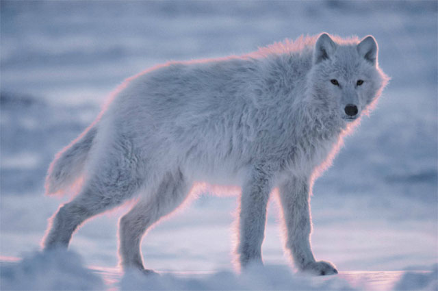 En la Rusia del siglo XIX, un muchacho de doce años caminaba dificultosamente por un bosque frío y oscuro, amortajado por las primeras nieves del año. Estaba visiblemente agotado y solo una firme determinación lo impulsaba a seguir adelante. Pero su cansancio era excesivo y finalmente cayó sobre la nieve. Vencido por la extenuación, el frío y una incipiente fiebre, cerró los ojos y se sumergió en una oscuridad precursora de la muerte. Pero aquel muchacho, que se llamaba Oleg, no estaba destinado a morir sob
