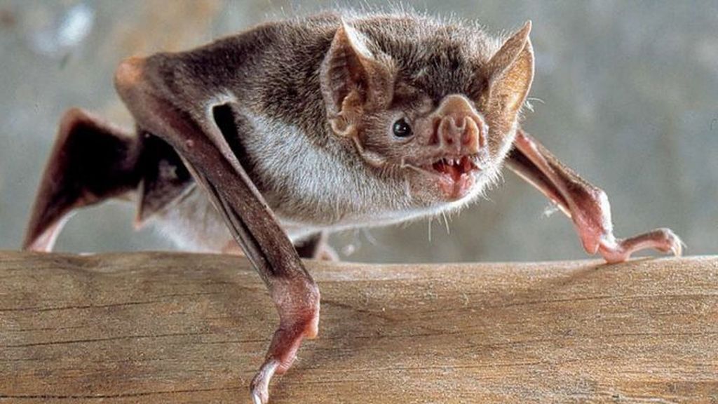 Cuando el crucero levó anclas tras visitar una isla del Caribe, nadie se percató de que llevaba dos pasajeros extra. Uno de ellos era un hombre alto, que llevaba encima demasiada ropa para el clima caribeño y cuyo rostro estaba cubierto de vendajes, seguramente para ocultar las secuelas de algún terrible accidente. Lo acompañaba una hermosa niña de unos doce o trece años, que quizás fuera su hija y que tenía un rostro bastante pálido, como si su piel fuera impermeable a los efectos del sol tropical. Se acer