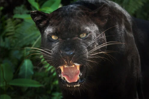 Cuenta la leyenda que el célebre corsario escocés William Kidd visitó una isla japonesa, donde decidió ocultar parte de sus riquezas. Parece ser que las escondió en una cueva, no sin antes exterminar a todos los habitantes de la isla. Pero el capitán Kidd jamás pudo recuperar su tesoro, pues fue ahorcado por piratería en el año 1701. Aunque, de ser cierta la leyenda, el tesoro de Kidd debería seguir en la cueva, muy pocos han osado entrar allí para buscarlo, pues se dice que ese lugar está embrujado, tanto 