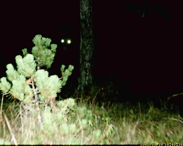 EL FIN DE LA LOCURA (cuento fantástico): Hacia el año 189…, cuando yo regía un hospital psiquiátrico en el sur de Inglaterra, recibí la visita de un célebre detective londinense, que había sido requerido por las autoridades locales para investigar el asesinato de una tal Susana Machado. La pobre señorita Machado había venido a Inglaterra desde un remoto país centroamericano para convertirse en la criada (y amante) del señor Steve Davis, un contramaestre retirado que la había conocido durante sus viajes por 
