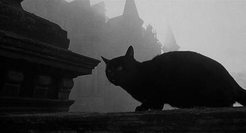 Gatos de Ulthar hacechando