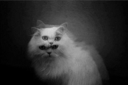 Los gatos de Ulthar después del Festín