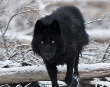 El Lobo Negro