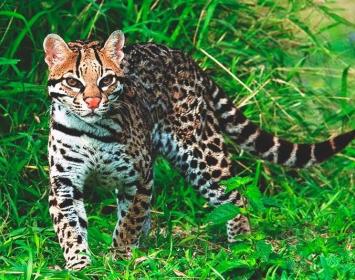 Clara tuvo una infancia muy feliz. Vivía en el sur de México con sus padres, que eran dueños de una importante hacienda, y era una niña muy cariñosa y alegre, además de singularmente hermosa. Tenía una nutrida colección de mascotas, formada mayoritariamente por animales salvajes que los campesinos le traían de la selva, siendo su favorito un joven tigrillo al que llamaba Yellow porque tenía una bella piel dorada. Pero, cuando Clara tenía doce años, sus padres murieron en un extraño accidente automovilístico