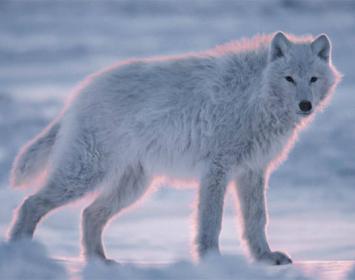 En la Rusia del siglo XIX, un muchacho de doce años caminaba dificultosamente por un bosque frío y oscuro, amortajado por las primeras nieves del año. Estaba visiblemente agotado y solo una firme determinación lo impulsaba a seguir adelante. Pero su cansancio era excesivo y finalmente cayó sobre la nieve. Vencido por la extenuación, el frío y una incipiente fiebre, cerró los ojos y se sumergió en una oscuridad precursora de la muerte. Pero aquel muchacho, que se llamaba Oleg, no estaba destinado a morir sob