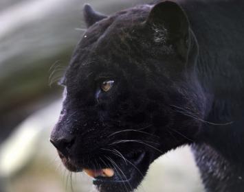 He narrado en el prefacio de esta historia cómo doña Ana de Mendoza, la bella y enigmática viuda de sir Henry Champion, consiguió seducirme (y corromperme) en menos de veinticuatro horas. Como se recordará, aquella extraña y diabólica mujer me ordenó hacerle daño a mi querida hermana Mary, solo para poner a prueba mi fidelidad. Y yo cumplí sus órdenes, sin muchos titubeos e incluso con cierto deleite, pues la devoradora pasión que me inspiraba había tenido tiempo de asfixiar todos mis principios morales. Aq