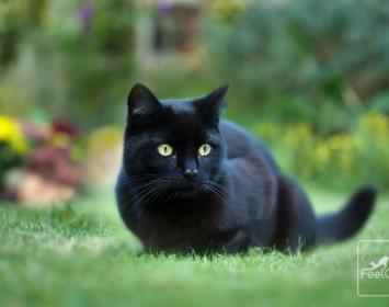 CONCURSO (cuento fantástico): Mary era una adolescente norteamericana y podía considerarse una chica completamente normal, salvo por su gran afición por leer y escribir cuentos fantásticos. Una fría tarde de otoño estaba sentada en un banco, cerca del río que atravesaba la ciudad, y, mientras contemplaba las nubes, se acordó que su profesor de literatura la había animado a escribir un cuento macabro, con ocasión de la inminente fiesta de Halloween. Pero, como tenía el ordenador estropeado, decidió que prime