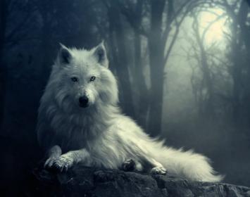 En un relato anterior Ana, una adolescente tímida y solitaria, conoce a un licántropo llamado Ruy y descubre que son hermanos, pues ambos descienden del Dios Lobo. Por otra parte, la muchacha se ve implicada en la lucha a muerte que Ruy mantiene contra una peligrosa horda de vampiros. … Tras numerosas pesquisas, Ruy encontró por fin el escondrijo del rey de los vampiros, que pasaba las horas del día en la cripta de un monasterio abandonado. Como enfrentarse de noche a un ser tan poderoso y maligno hubiera r