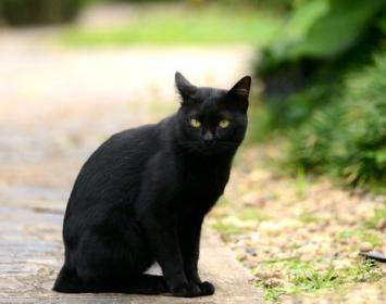 Cuando la pequeña Laura comprendió que se hallaba en peligro, huyó de su cuarto y corrió a ciegas por el pasillo, llorando de terror y llamando a sus padres con toda la fuerza de sus pulmones. Pero nadie respondió a sus llamadas: a causa de los nervios, había olvidado que aquella noche sus padres no estaban en casa. Tras una corta carrera, el hombre que había entrado en su hogar la atrapó y le tapó la boca con la mano. Tras encerrarla en un armario, bien atada y amordazada, se marchó llevándose consigo todo